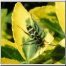 Clytus arietis - Gemeiner Widderbock 04.jpg